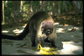 395005 Coatimundis In National Park A4 Photo Print