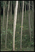 395008 Hardwood Forest Near Jaco A4 Photo Print