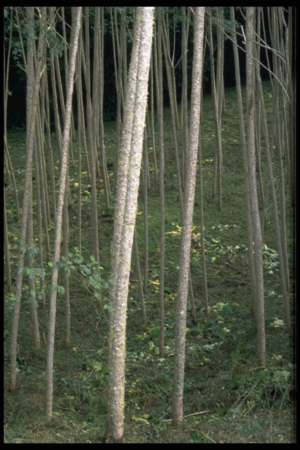 395008 Hardwood Forest Near Jaco A4 Photo Print