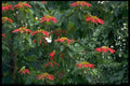 395009 Scarlet Poinsettia Plant A4 Photo Print