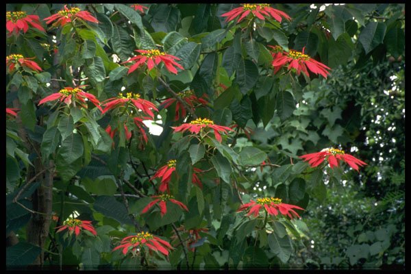 395009 Scarlet Poinsettia Plant A4 Photo Print