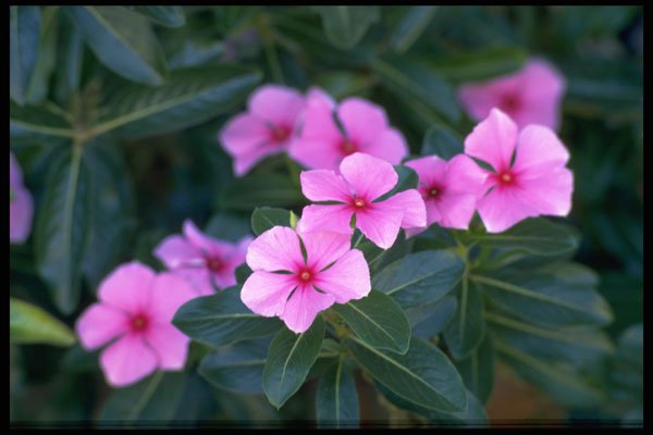 395010 Pink Catharamhus A4 Photo Print