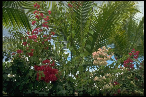 395016 Coastal Floral Setting A4 Photo Print