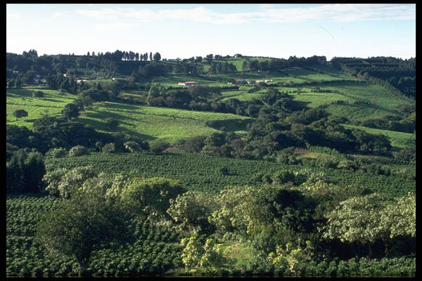 395019 Central Valley Coffee Region A4 Photo Print