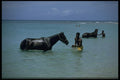 395024 West Coast Caribbean Tradition A4 Photo Print