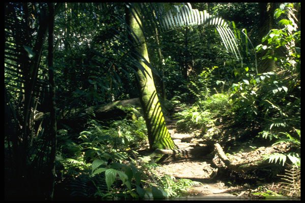 395037 Monteverde Cloud Forest Reserve A4 Photo Print