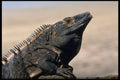 395038 An Exotic Iguana A4 Photo Print