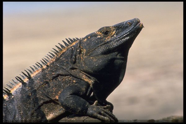 395038 An Exotic Iguana A4 Photo Print