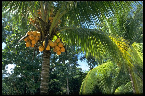 395043 Coconuts In Palms A4 Photo Print