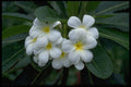 395054 Prestine Cluster Of Temple Flowers A4 Photo Print