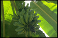 395062 Banana Tree Plantation A4 Photo Print