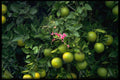 395063 Orange Tree And Flower Blossom A4 Photo Print