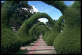 395067 Hedgerow Tunnel A4 Photo Print