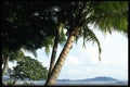 395069 Tropical Ecosystems A4 Photo Print
