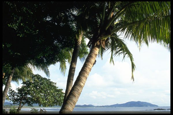 395069 Tropical Ecosystems A4 Photo Print