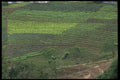 395070 Planted Patterns A4 Photo Print