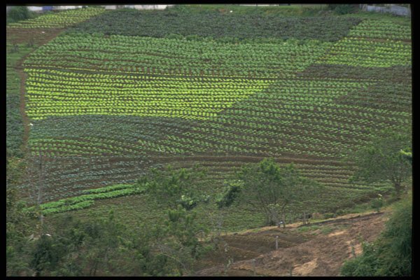 395070 Planted Patterns A4 Photo Print