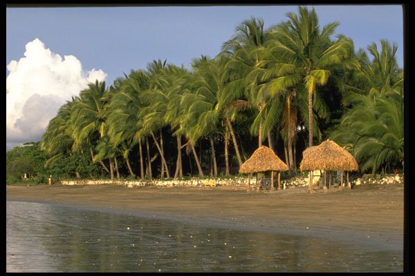 395072 Coconut Palms Line Tamarindo Beach A4 Photo Print