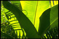 395073 Banana Leaf Patterns A4 Photo Print