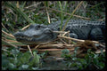 395076 A Reptile Worthy Of Respect A4 Photo Print