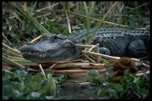 395076 A Reptile Worthy Of Respect A4 Photo Print