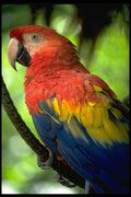395083 Multicolored Macaw A4 Photo Print
