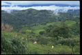 395084 Sugarcane And Cattle A4 Photo Print