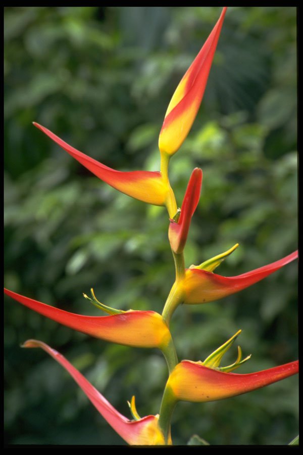 395097 Haliconia Latispathia A4 Photo Print