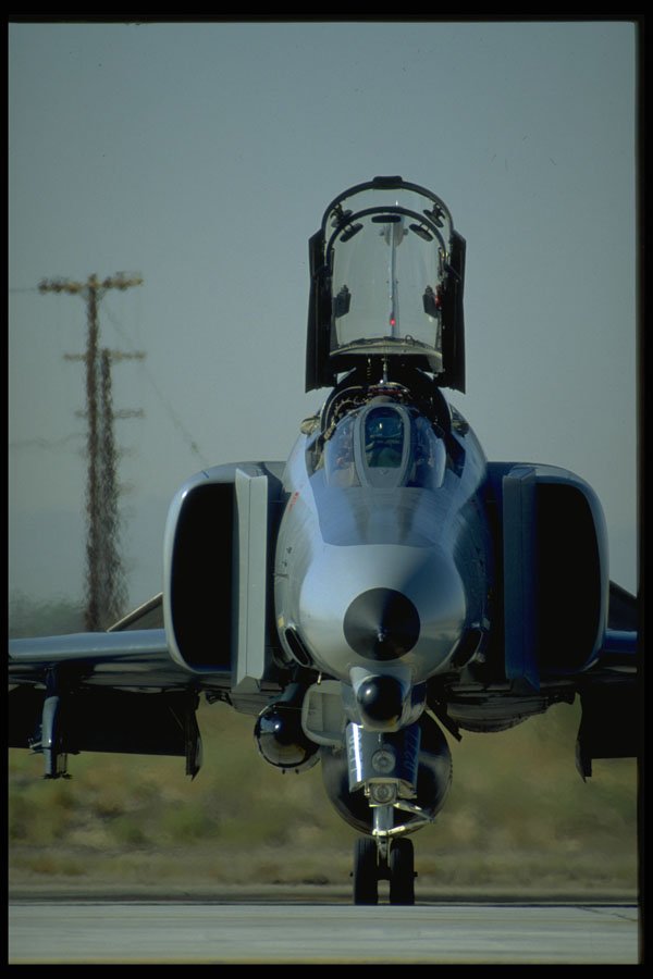 396013 Wild Weasel A4 Photo Print