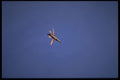 396021 F 111G Aardvark In Flight A4 Photo Print