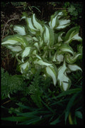 397016 Variegated Hosta A4 Photo Print