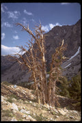 397027 Along Piute Pass Trail A4 Photo Print