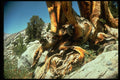 397048 Tree Struck By Lightning Near Piute Pass A4 Photo Print
