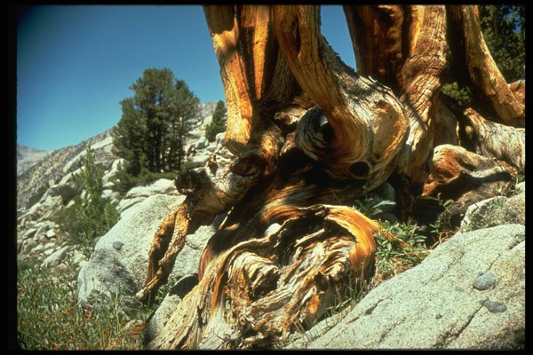 397048 Tree Struck By Lightning Near Piute Pass A4 Photo Print