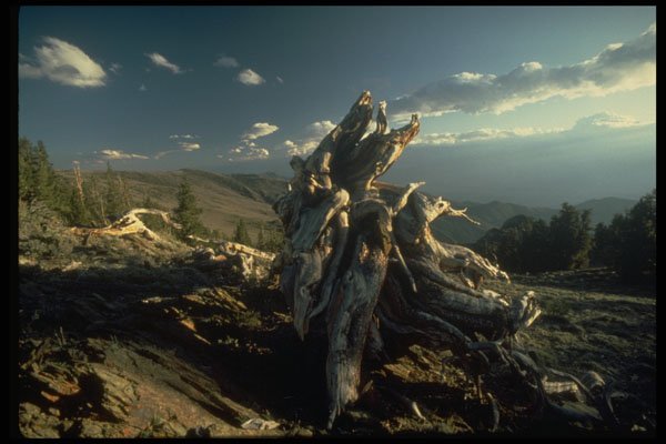 397049 Bristlecone Pine A4 Photo Print