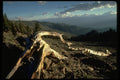 397052 Bristlecone Pine A4 Photo Print