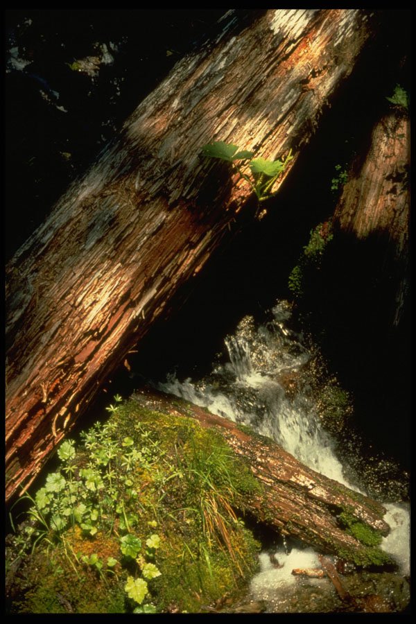 397082 Sierra Garden A4 Photo Print