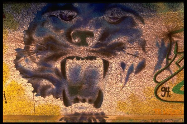 398007 Roaring Tiger A4 Photo Print