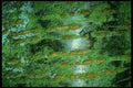 399002 Wild Cherry A4 Photo Print
