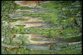 399003 Wild Cherry A4 Photo Print