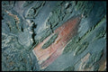 399008 Wild Cherry A4 Photo Print