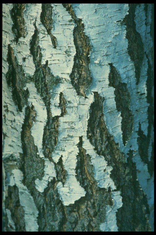 399009 Common Birch A4 Photo Print