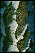 399010 Common Birch A4 Photo Print