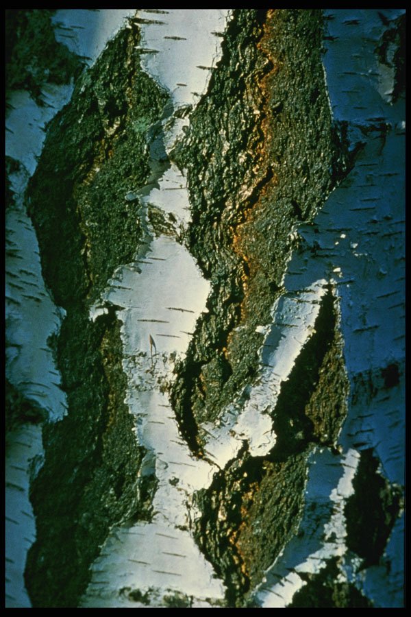 399010 Common Birch A4 Photo Print