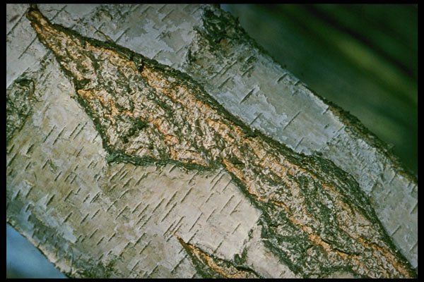 399011 Common Birch A4 Photo Print