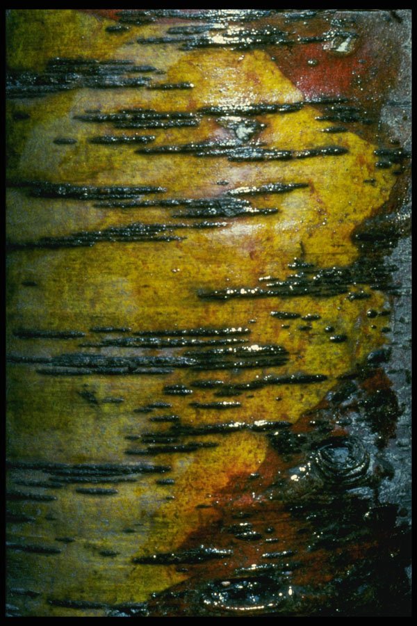 399012 Common Birch A4 Photo Print