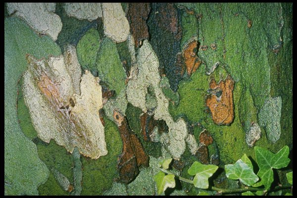 399014 Plane Tree A4 Photo Print