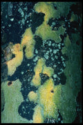 399015 Plane Tree A4 Photo Print