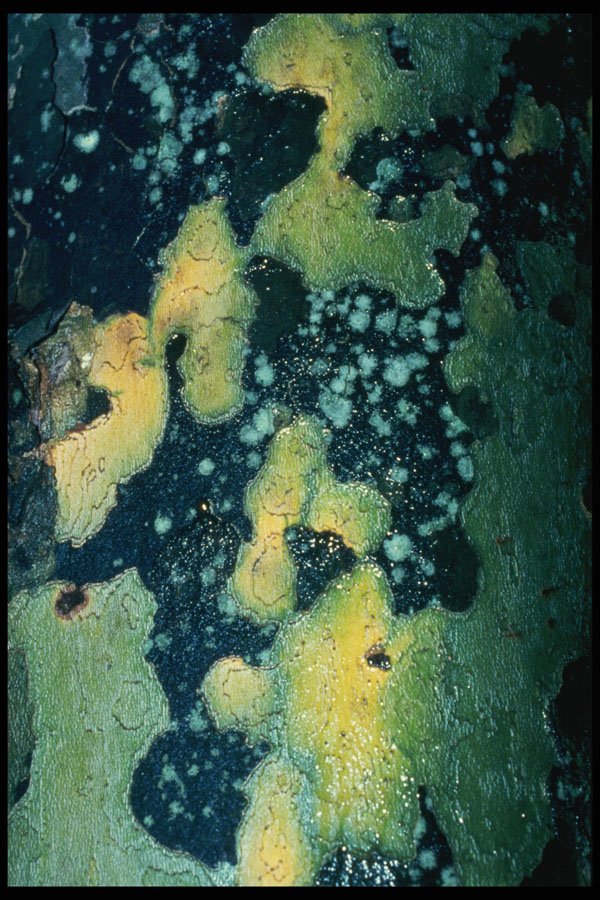 399015 Plane Tree A4 Photo Print