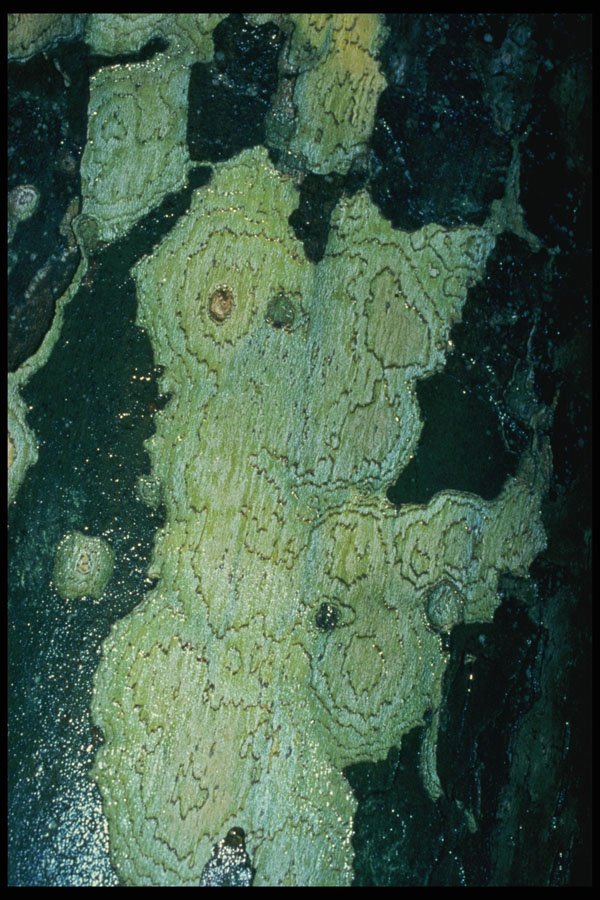 399016 Plane Tree A4 Photo Print